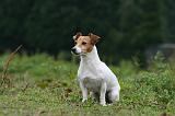 JACK RUSSEL 225